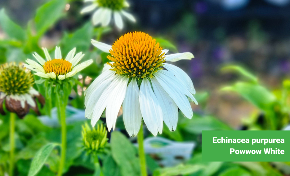 Coneflower Echinacea purpurea Powwow white with large white flowers